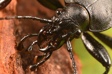 Lederlaufkäfer (7).jpg